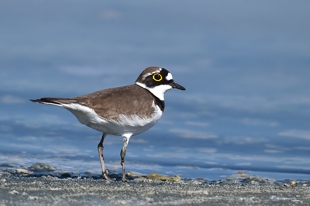 Little Ringed Plover