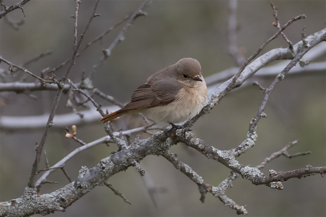 Common Redstart
