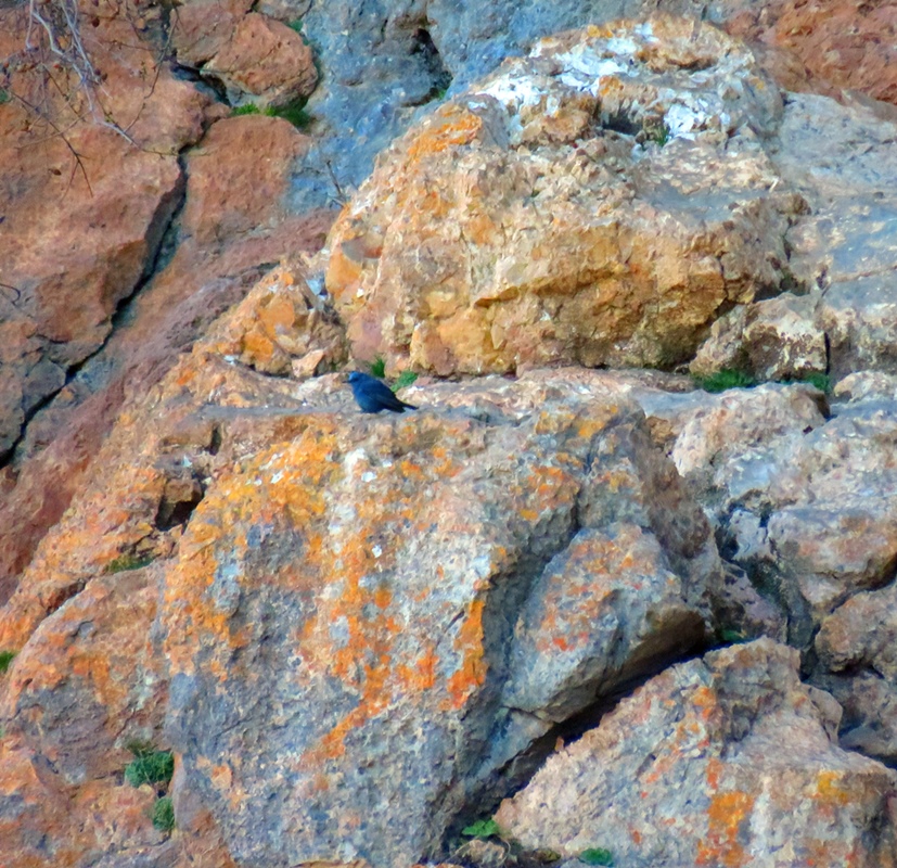 Blue Rock Thrush