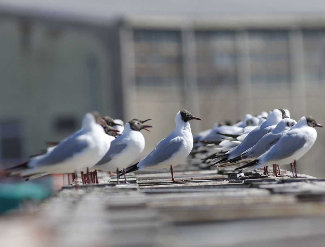 Black-headed Gull