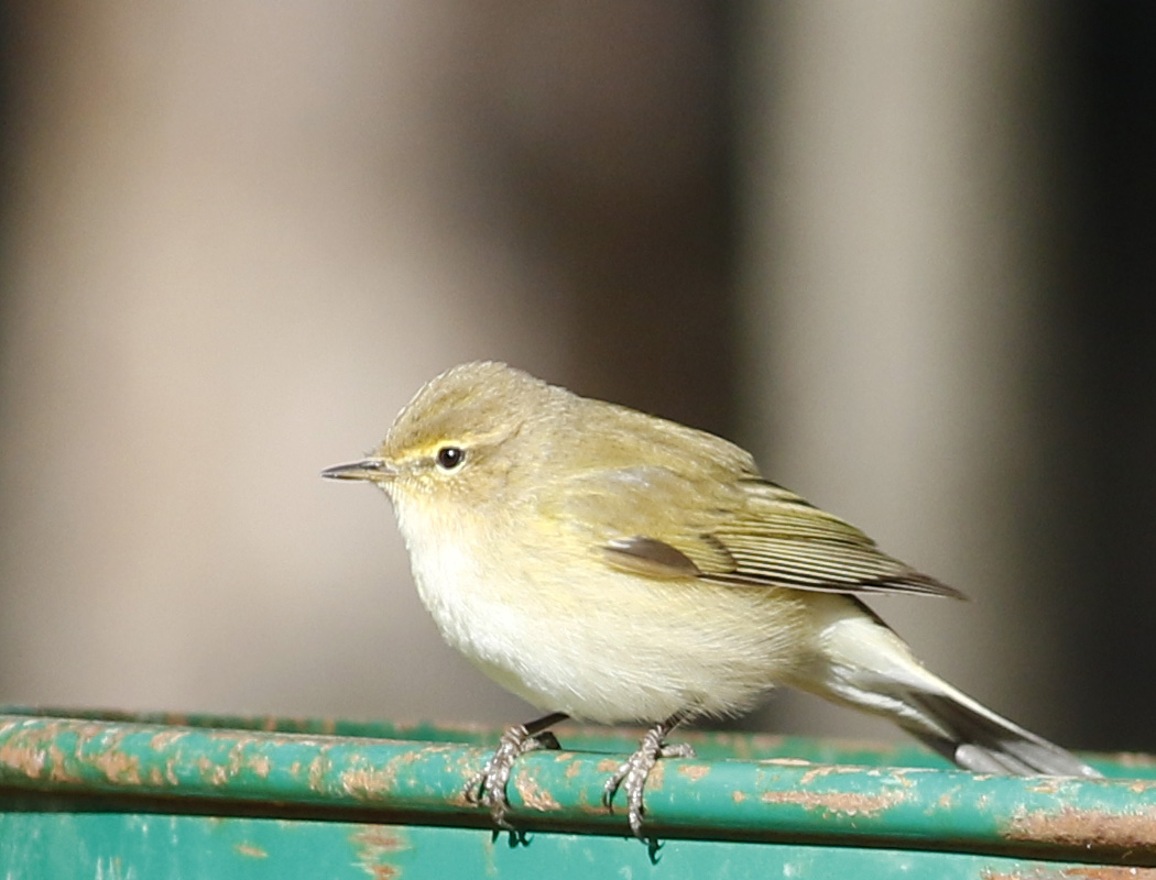 Common Chiffchaff