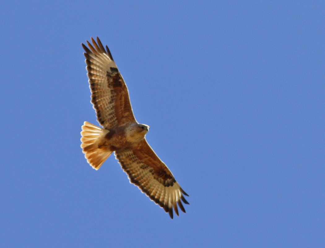 Long-legged Buzzard