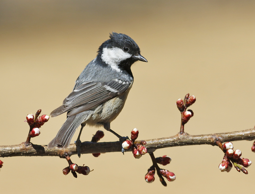 Coal Tit