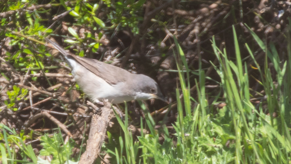 Eastern Orphean Warbler