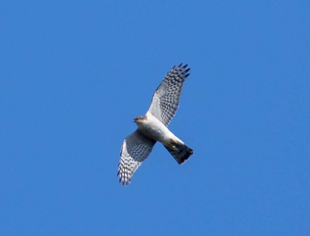 Atmaca