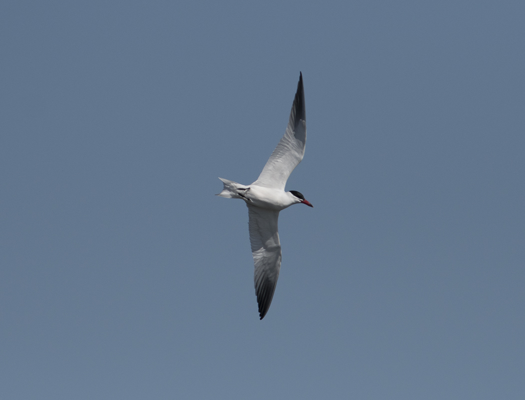 Caspian Tern