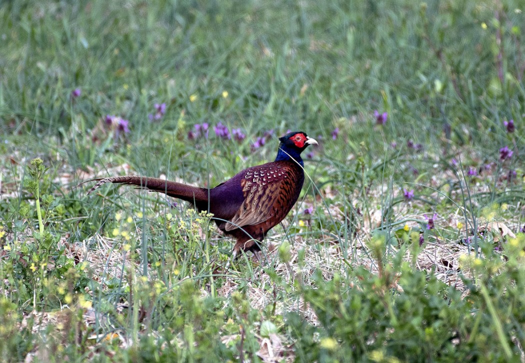 Common Pheasant