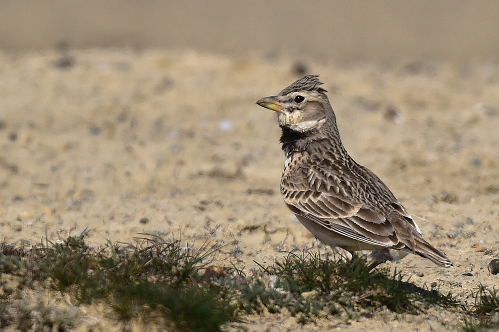 Bimaculated Lark