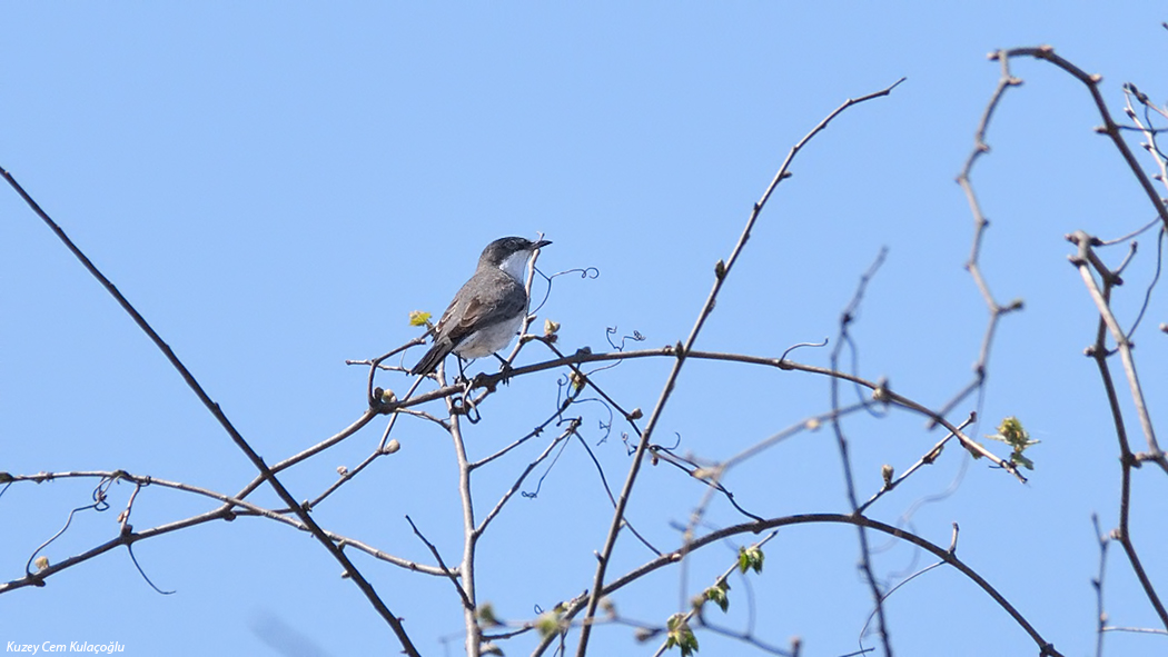 Eastern Orphean Warbler