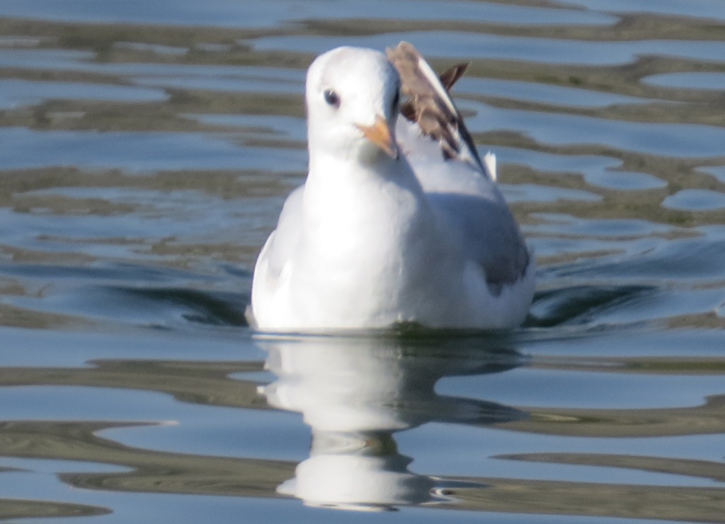 Mew Gull