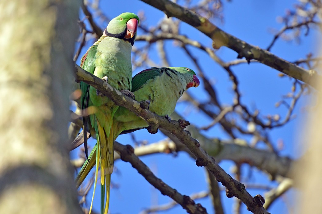 Alexandrine Parakeet
