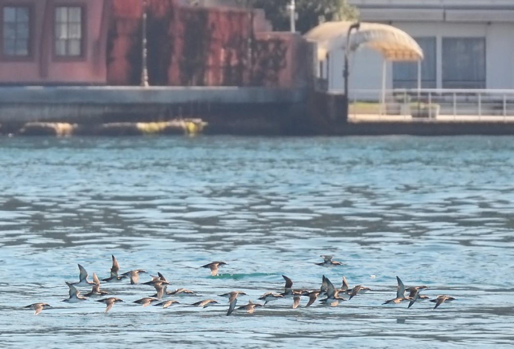 Yelkouan Shearwater