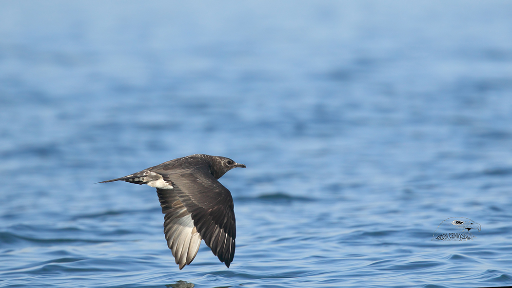 Parasitic Jaeger