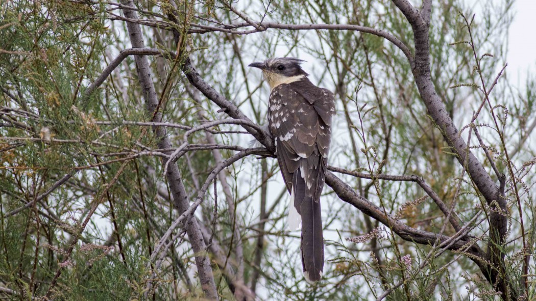 Great Spotted Cuckoo