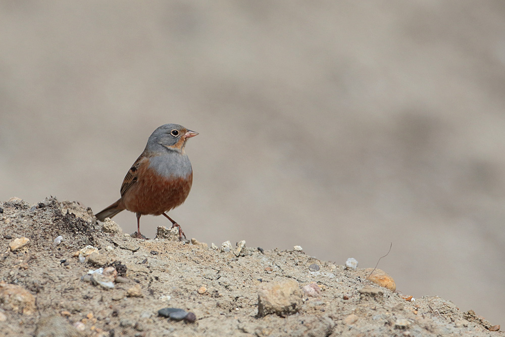 Cretzschmar`s Bunting