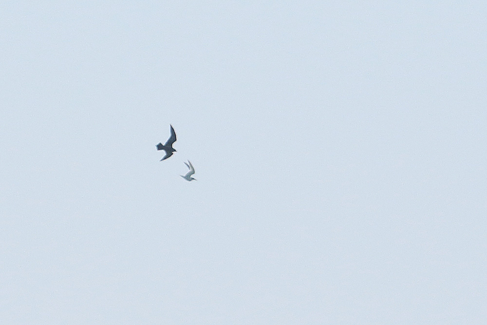 Parasitic Jaeger