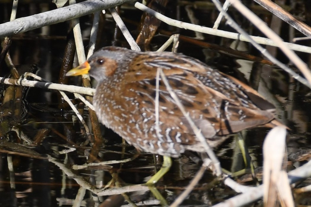 Spotted Crake