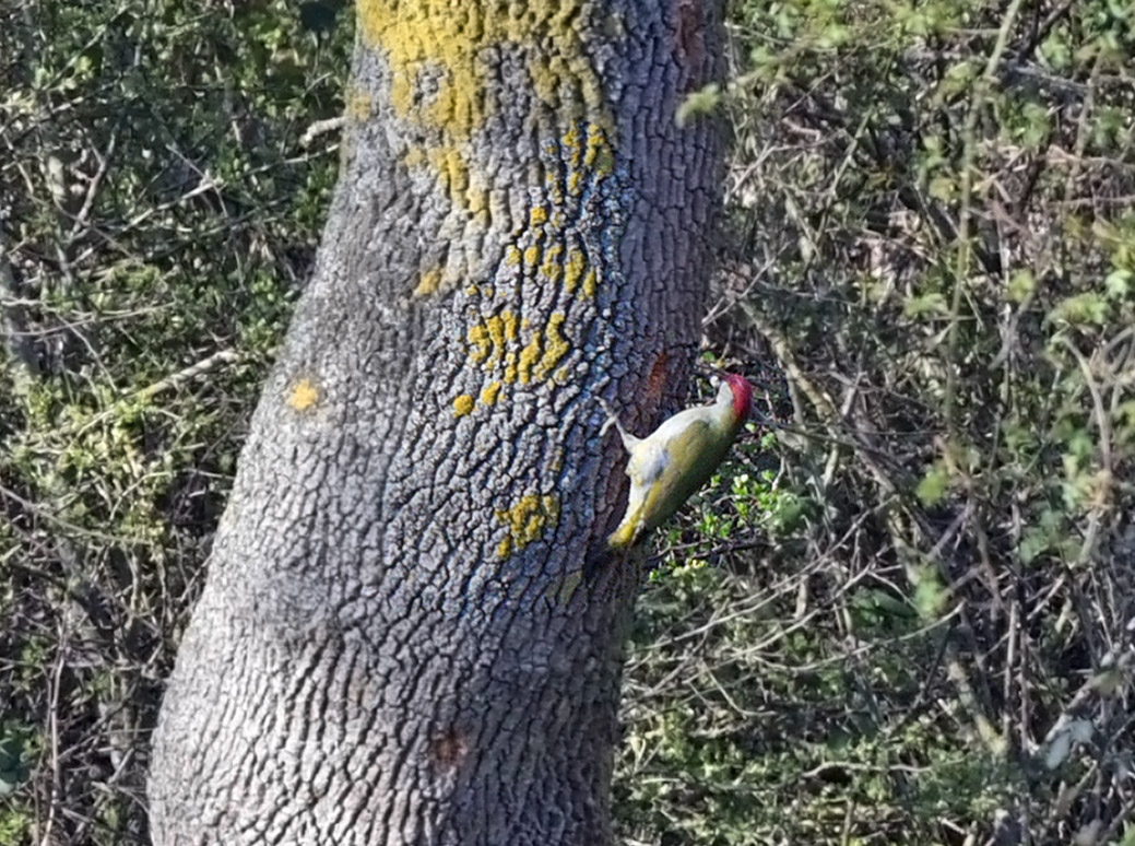 European Green Woodpecker