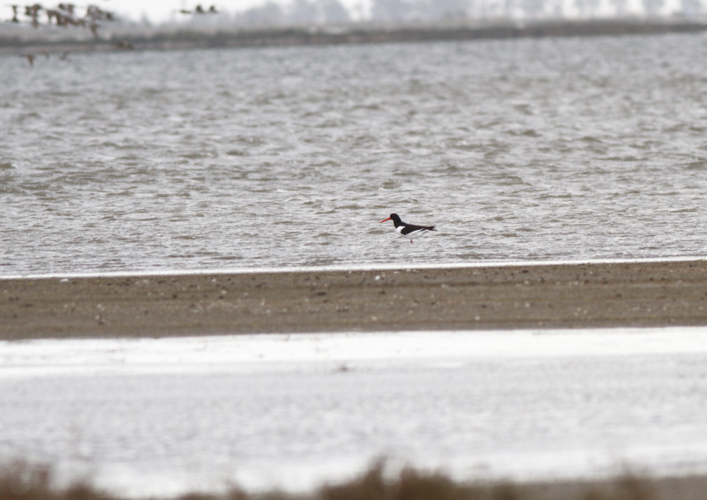 Eurasian Oystercatcher