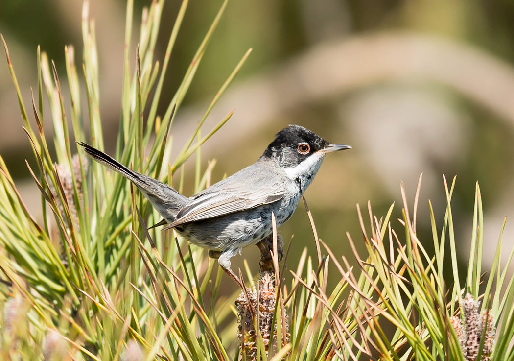 Cyprus Warbler