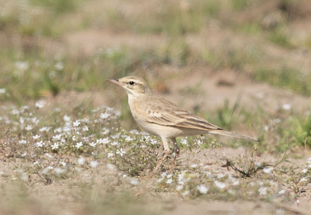 Tawny Pipit