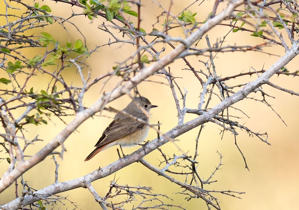 Common Redstart