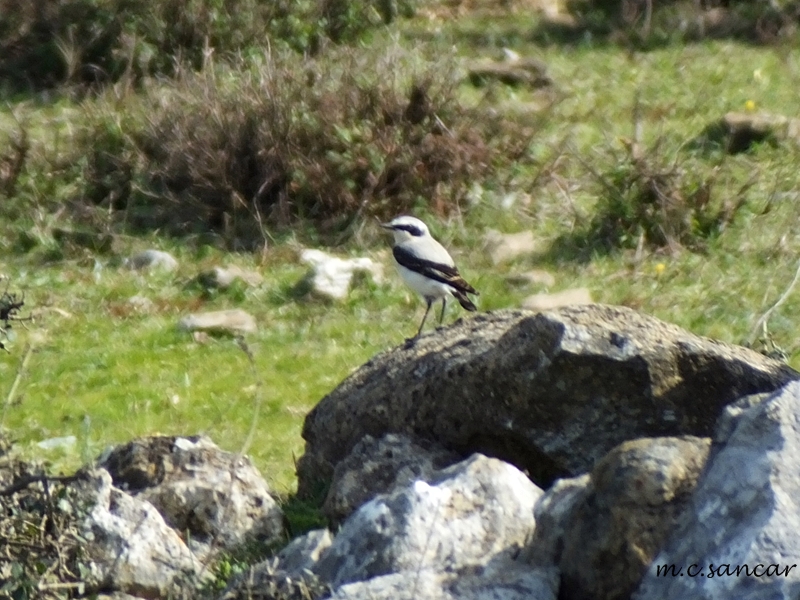 Northern Wheatear