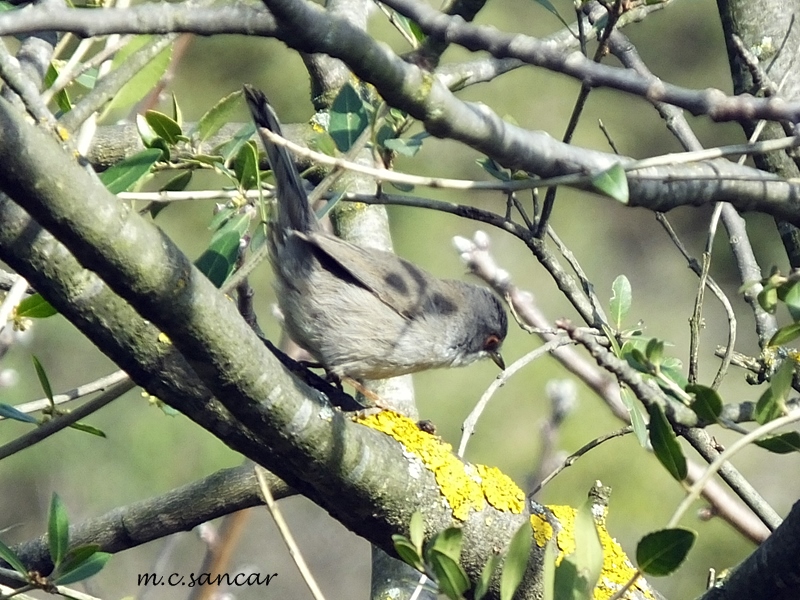 Sardinian Warbler