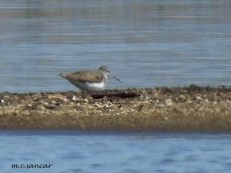 Green Sandpiper
