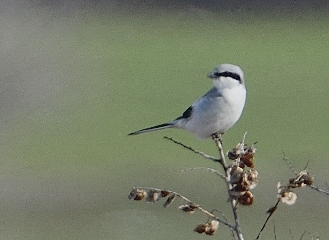 Great Grey Shrike