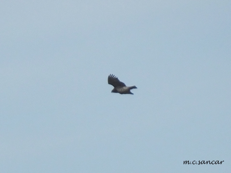 Short-toed Snake Eagle