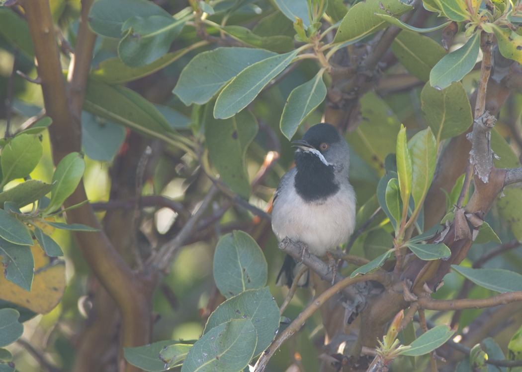 Rüppell`s Warbler