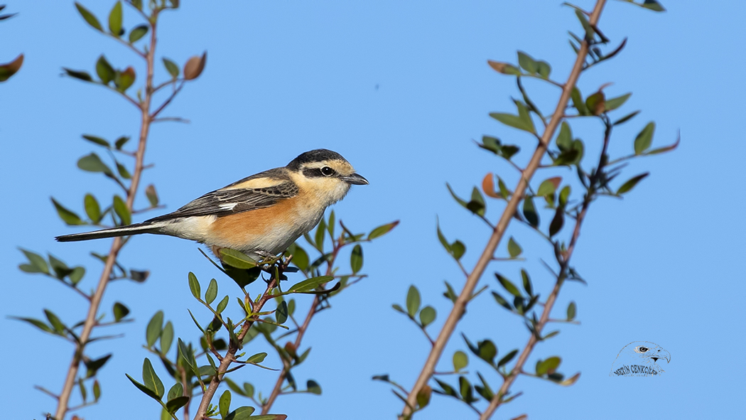 Masked Shrike