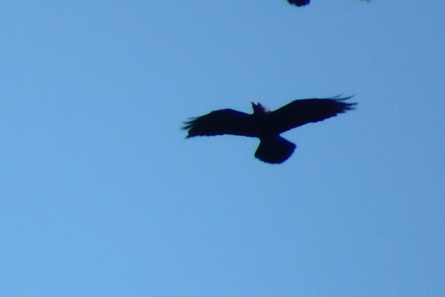Northern Raven