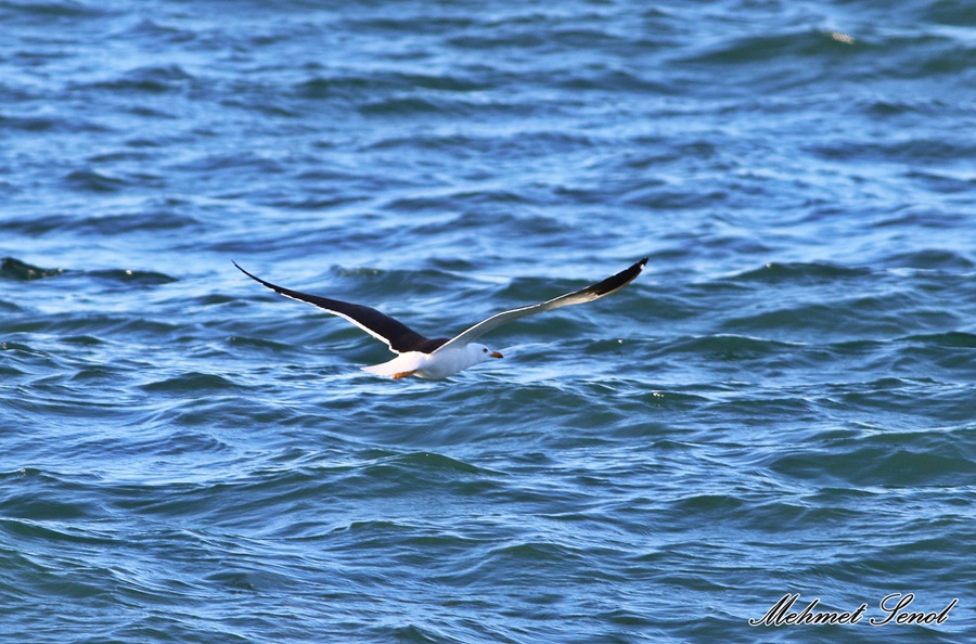 Lesser Black-backed Gull