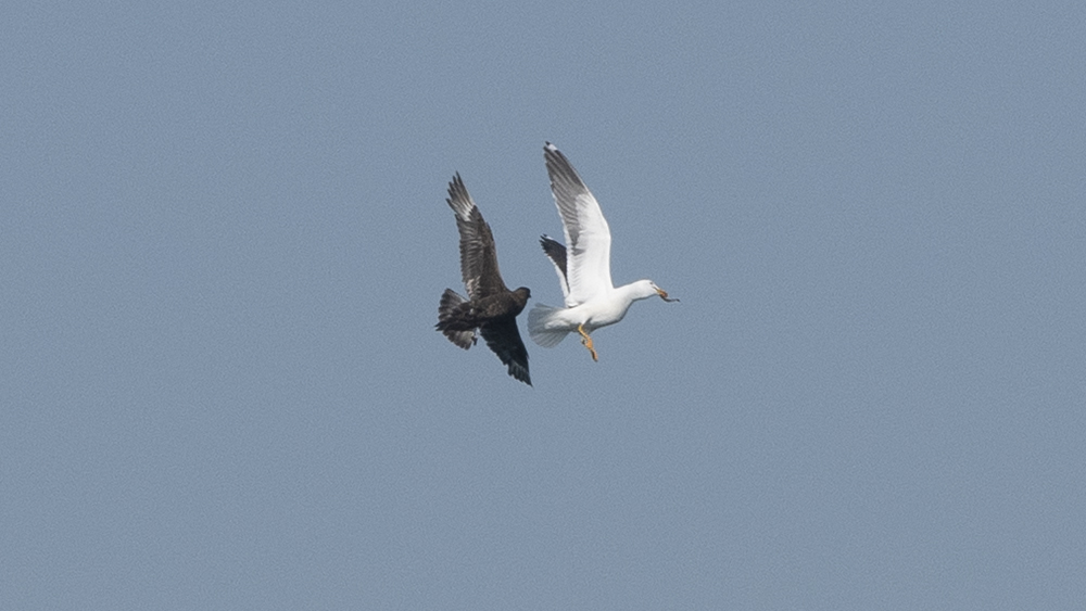 Parasitic Jaeger