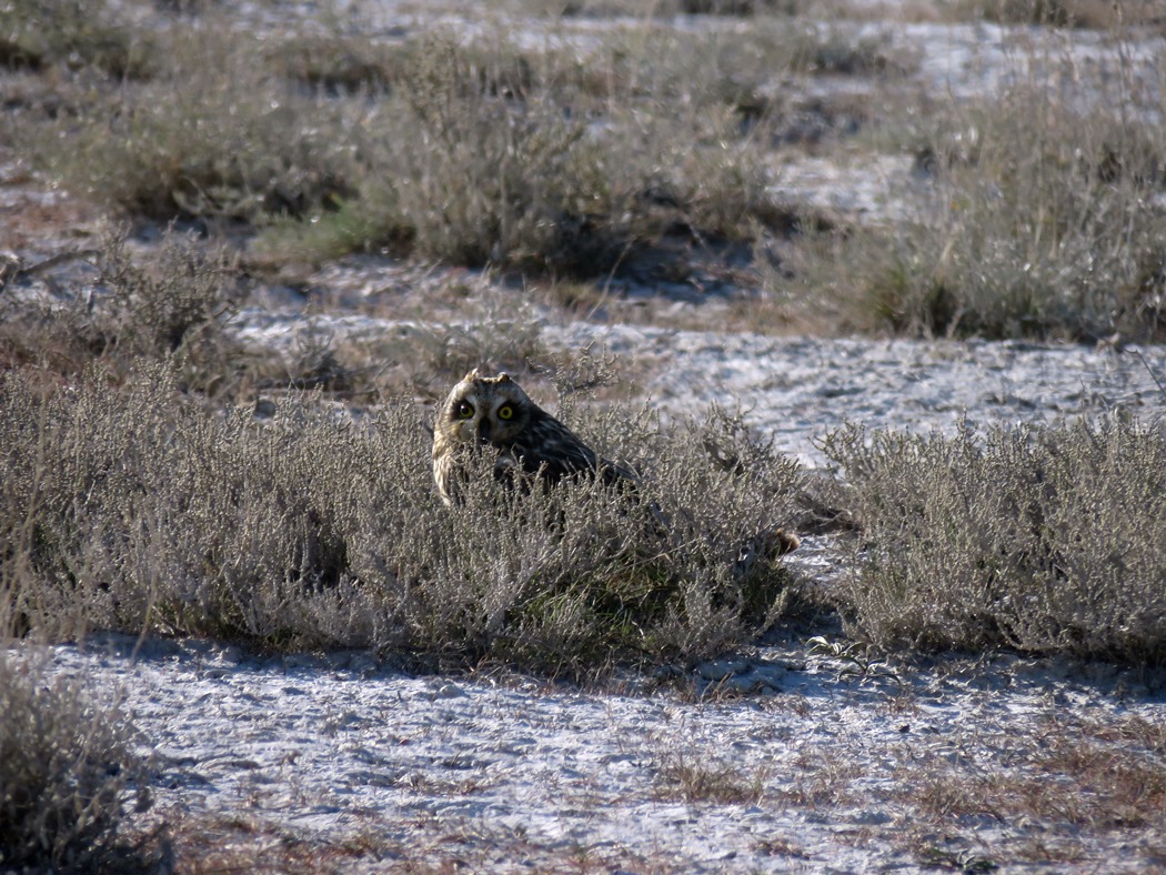 Short-eared Owl