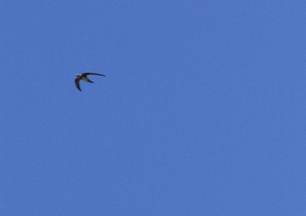 Akkarınlı Ebabil