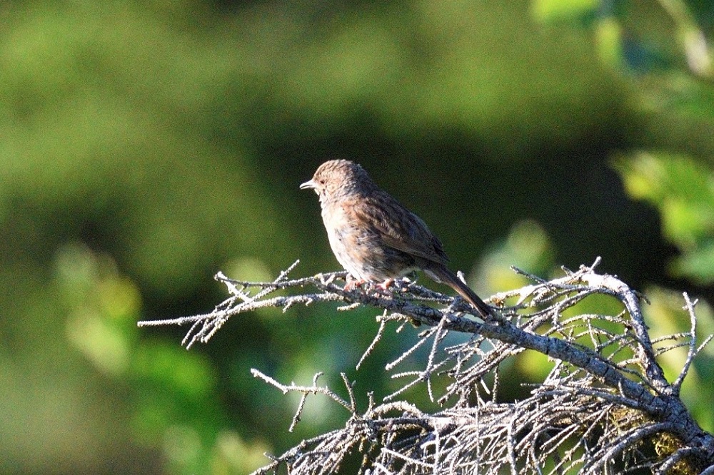 Dunnock