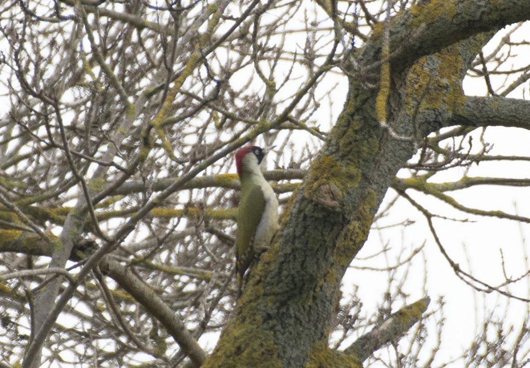 European Green Woodpecker