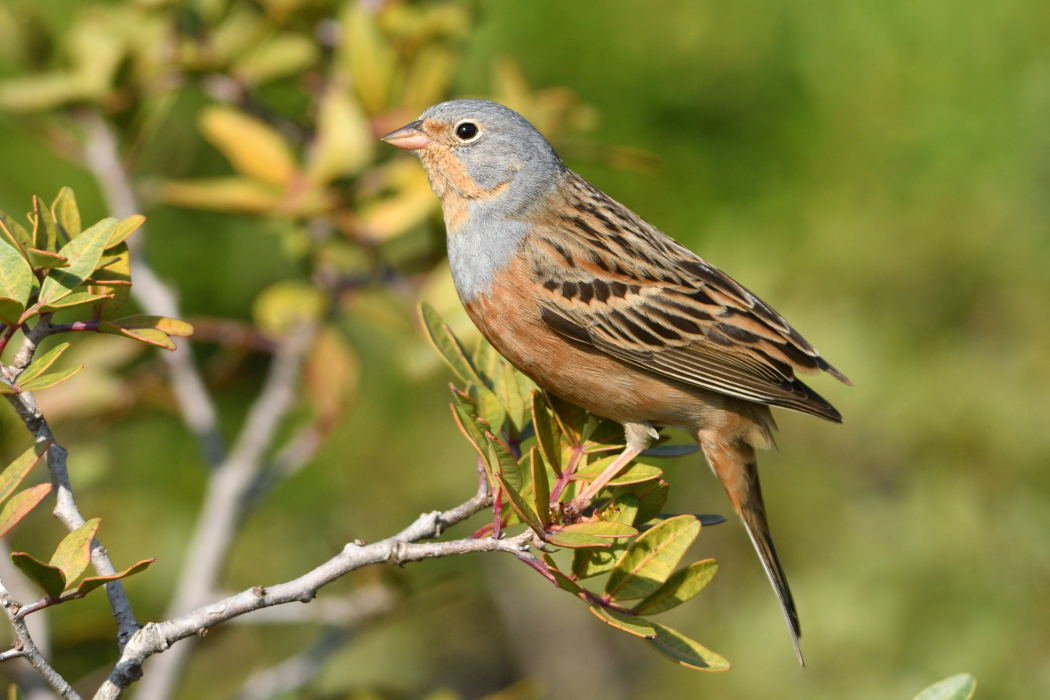 Cretzschmar`s Bunting