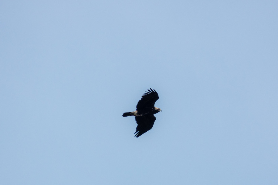 Eastern Imperial Eagle