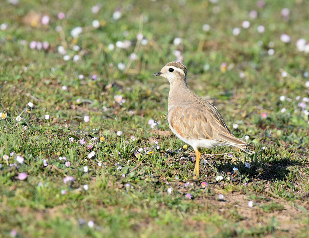 Eurasian Dotterel