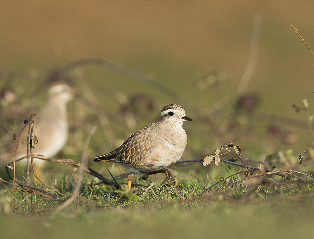 Eurasian Dotterel