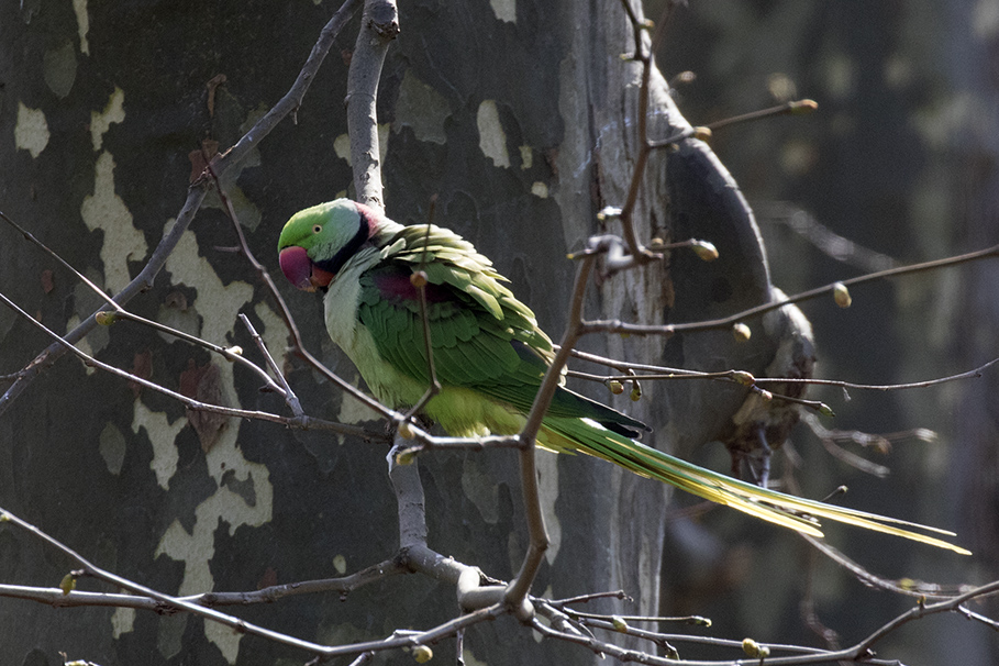 Alexandrine Parakeet