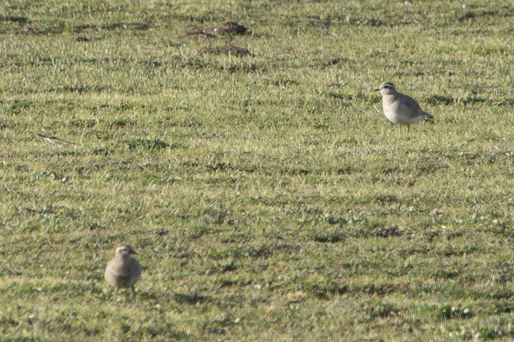 Eurasian Dotterel