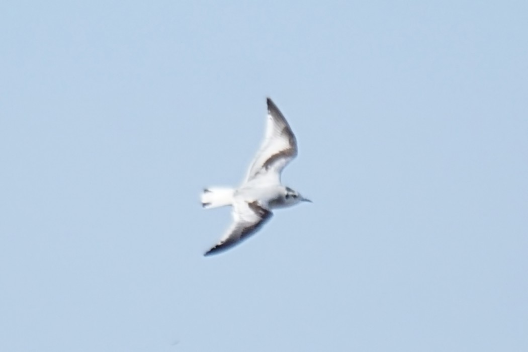 Little Gull
