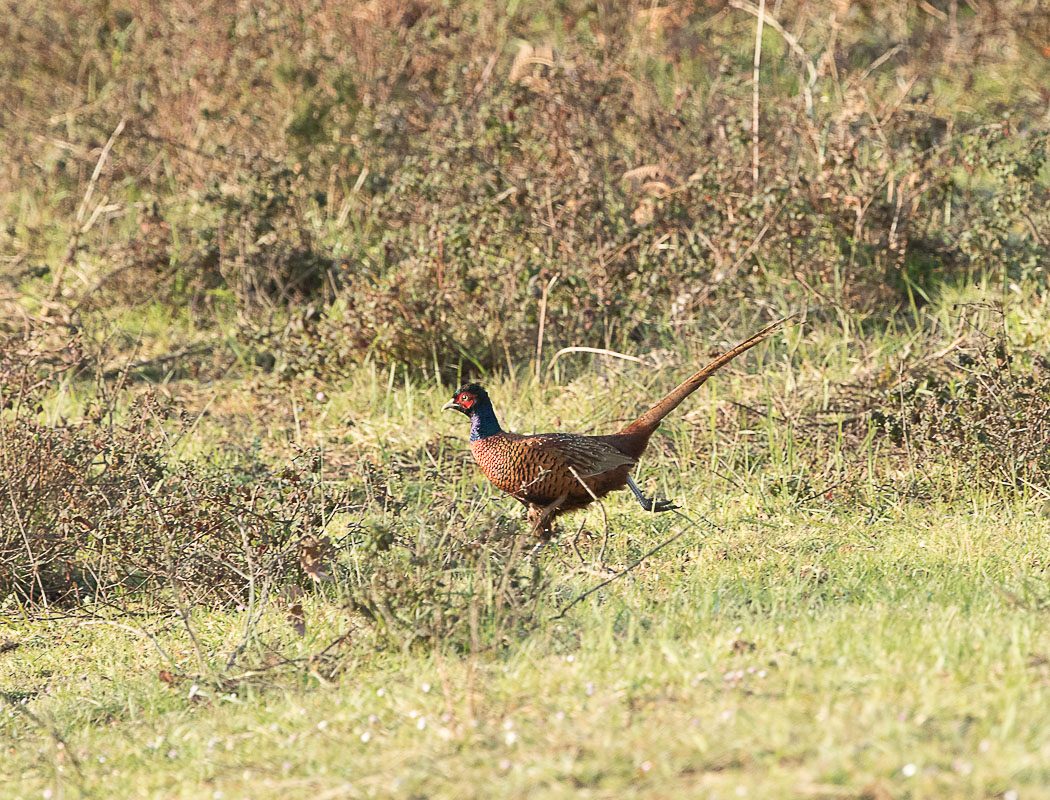Common Pheasant