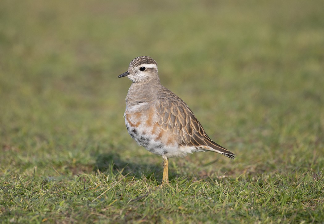 Eurasian Dotterel