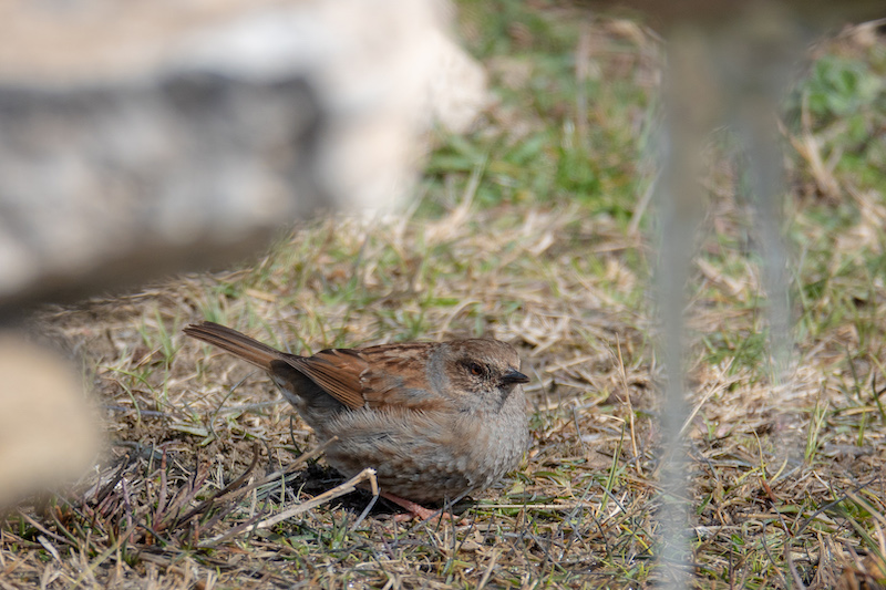 Dunnock
